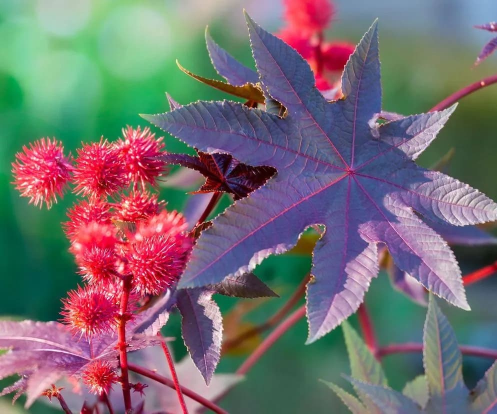 Popłoch pospolity – poznaj tę niezwykłą roślinę i dowiedz się, jakie ma właściwości