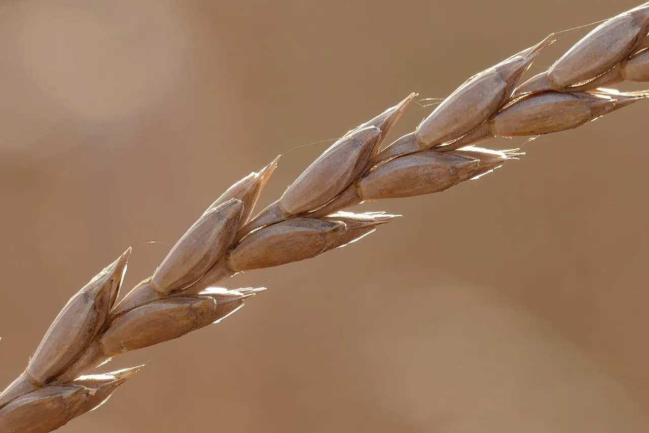 Orkisz - starodawne zboże z nowoczesnymi korzyściami