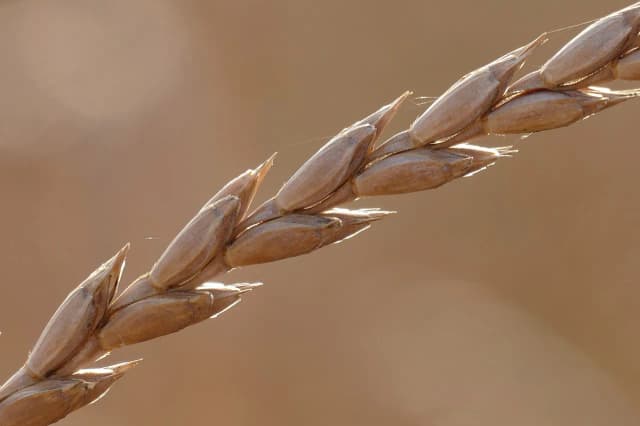 Orkisz - starodawne zboże z nowoczesnymi korzyściami