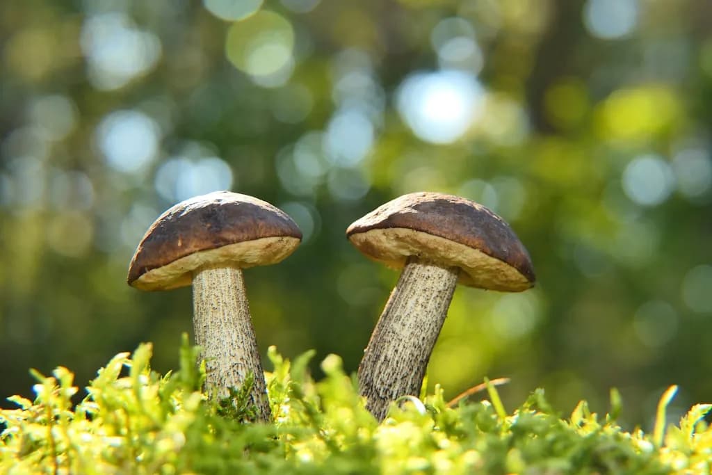 Grzyby mrożone – najważniejsze informacje
